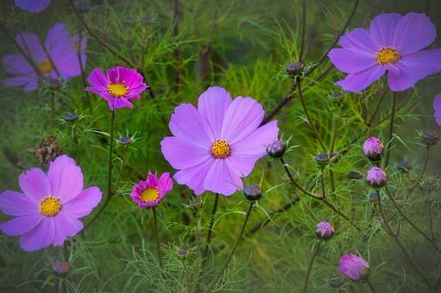 Dürfen Kaninchen Cosmea fressen?