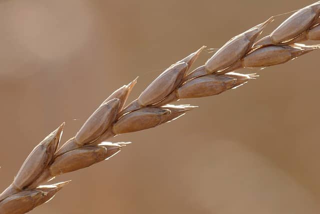 Dürfen Kaninchen Dinkel essen?