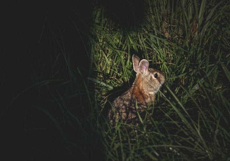 Can rabbits see in the dark 