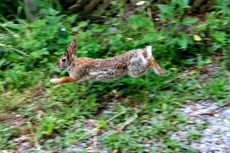 Kaninchen auf der Flucht Höhe