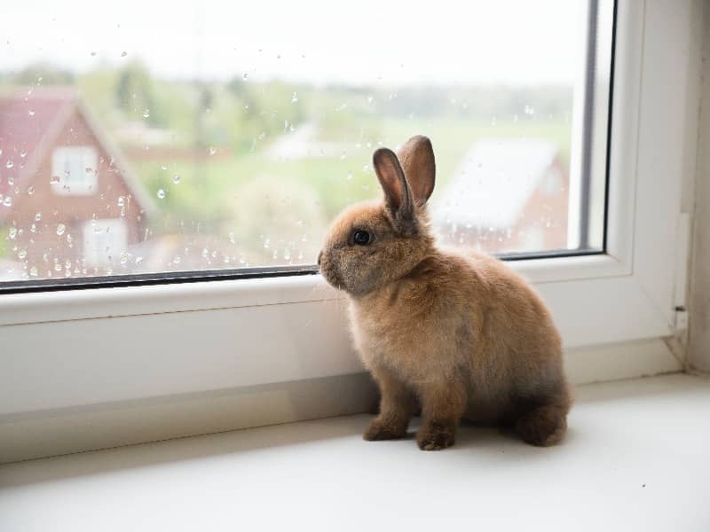 Can rabbits estimate height?
