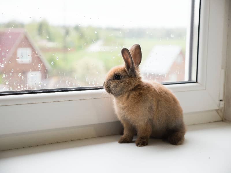 Kaninchen Höhe einschätzen 