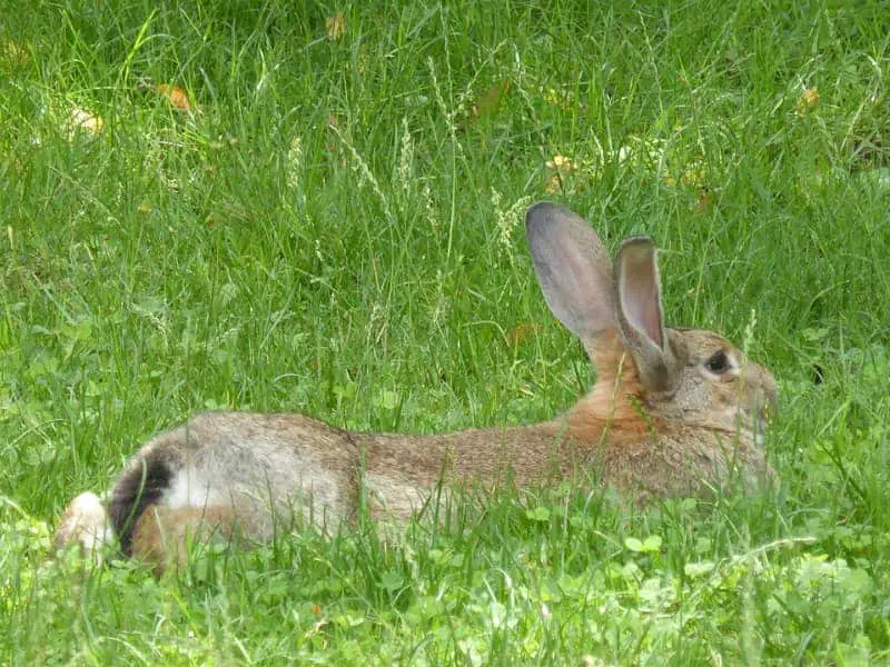 Können Kaninchen Menschen lieben