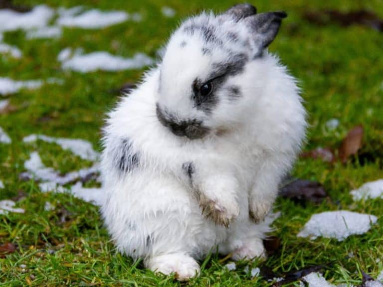 Wie hoch können Kaninchen springen?
