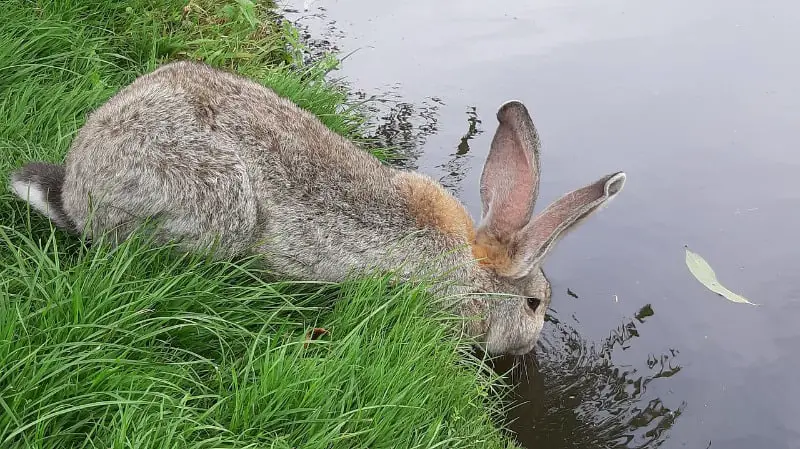 Kaninchen schwimmen 