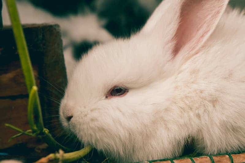 Kaninchen traurig und weinen