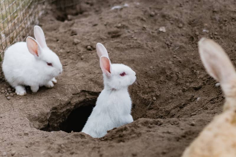 Rabbits digging 