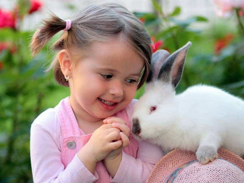 Can rabbits recognize people