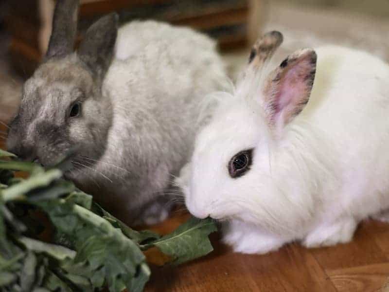 Was dürfen Kaninchen fressen? C