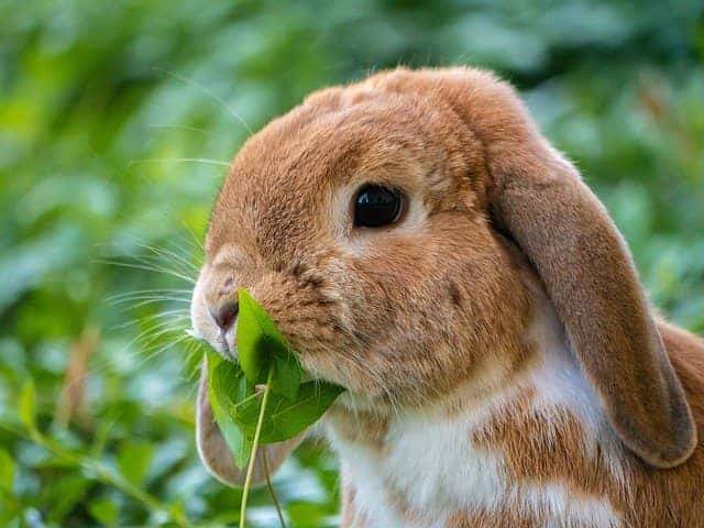 Kaninchen grünes Blatt