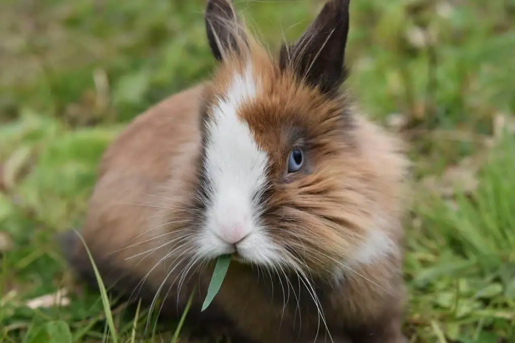 Kaninchen