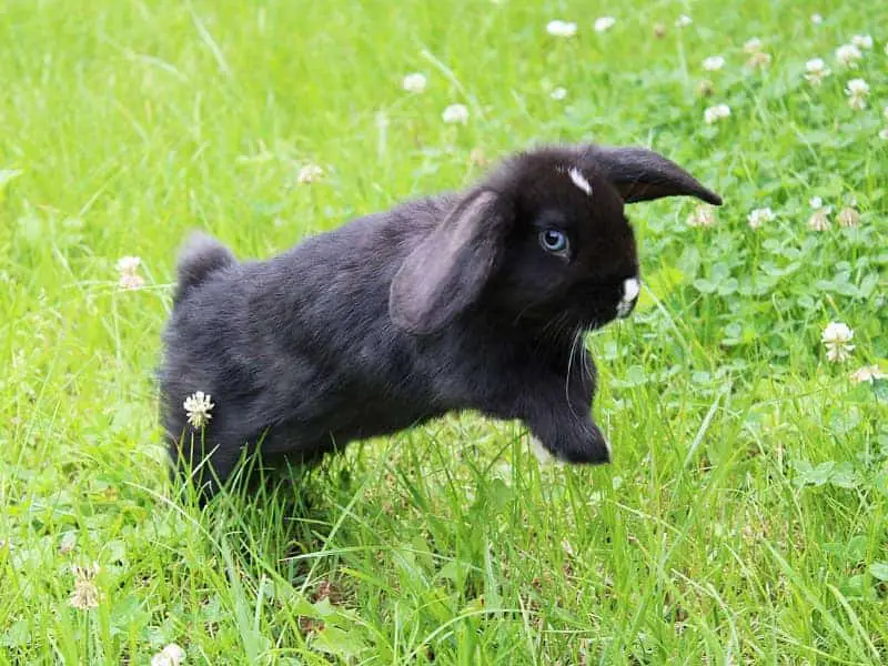 Wie hoch können Kaninchen springen 