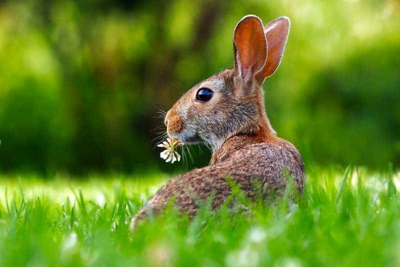 Dürfen Kaninchen Gänseblümchen essen?