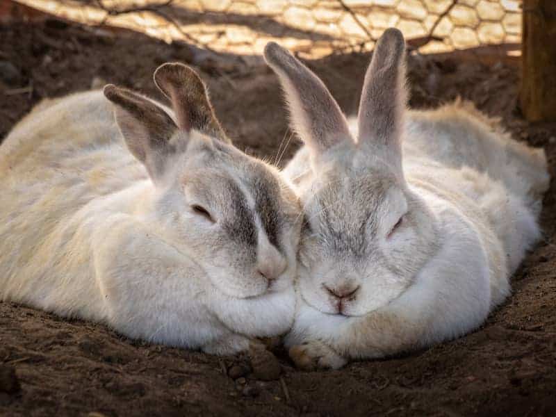 2 schlafende Kaninchen