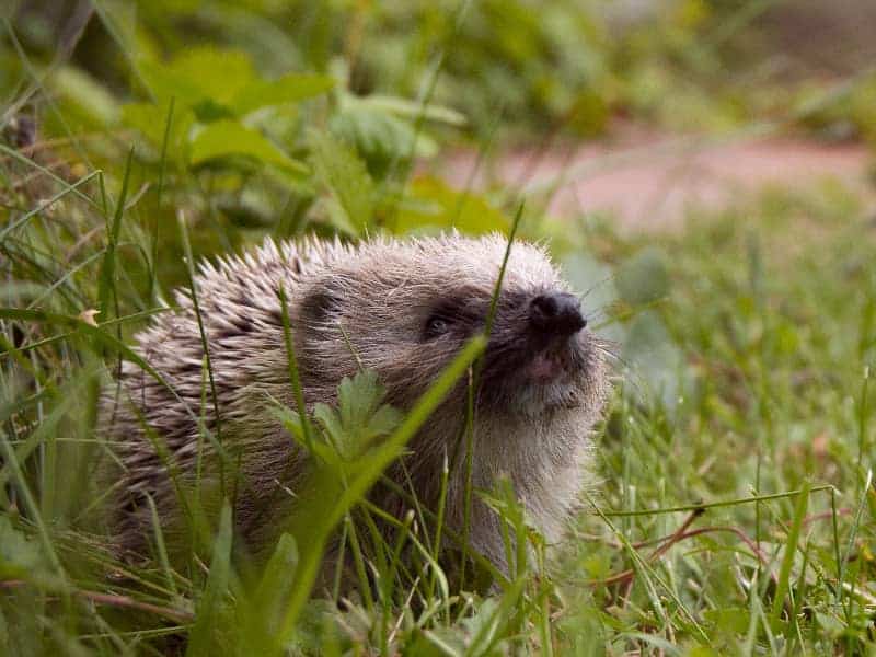 Hustender Igel im Gras