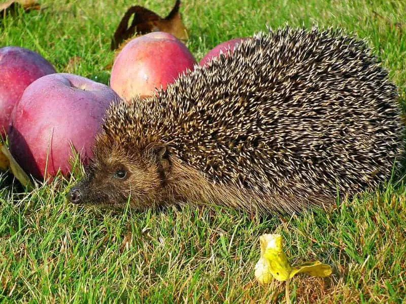 Igel essen Obst