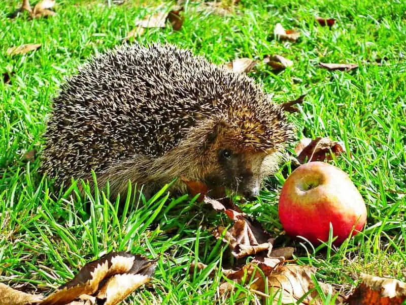 Do hedgehogs eat apples?