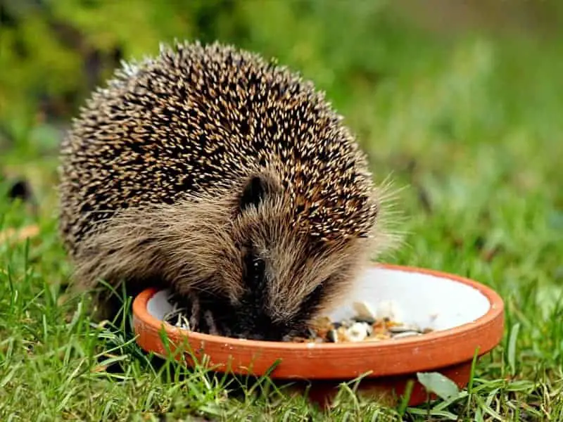 Frist ein Igel Vogelfutter 