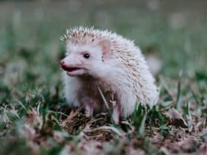Wenn ein Igel Flöhe hat Tier im Garten