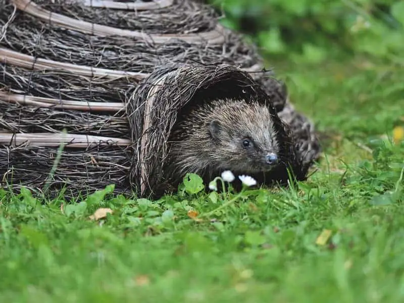 Igel nach dem Winterschlaf