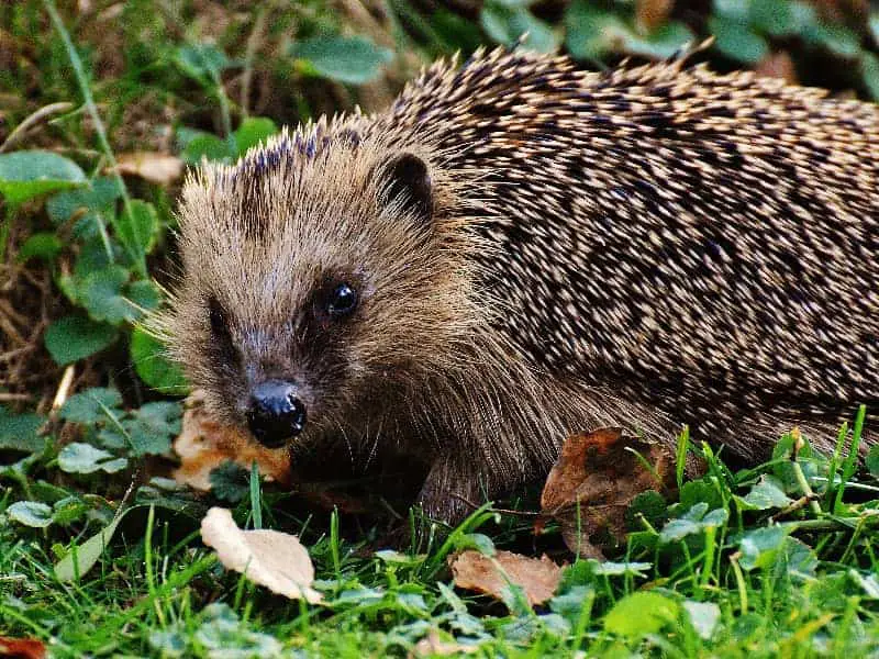 Igel Mehlwürmer 