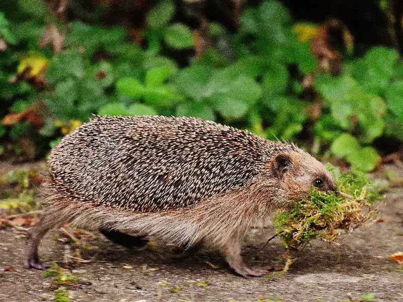 Igel Mehlwürmer