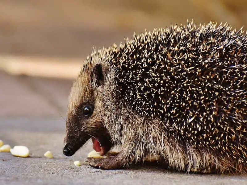 Eat hedgehog nuts 