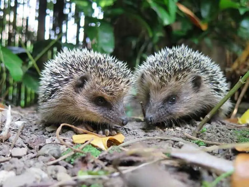 Wie alt werden Igel 