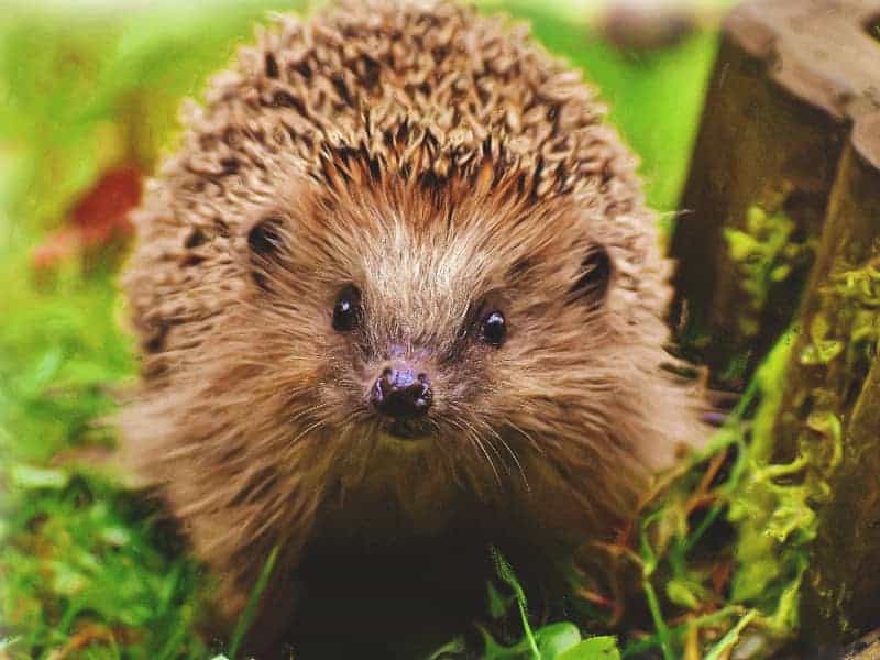 Igel auswildern