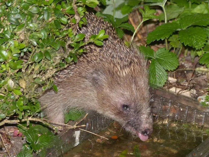 Was trinken Igel?