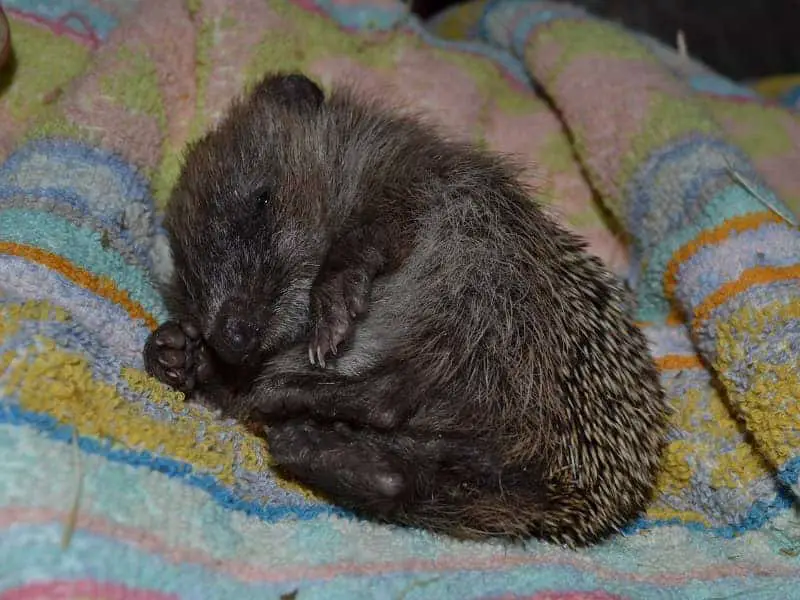 Hedgehog hibernation sleeping position