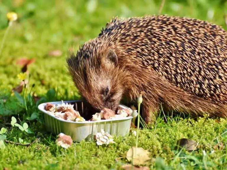 Igel Futtern Katzenfutter Trocken Oder Nass