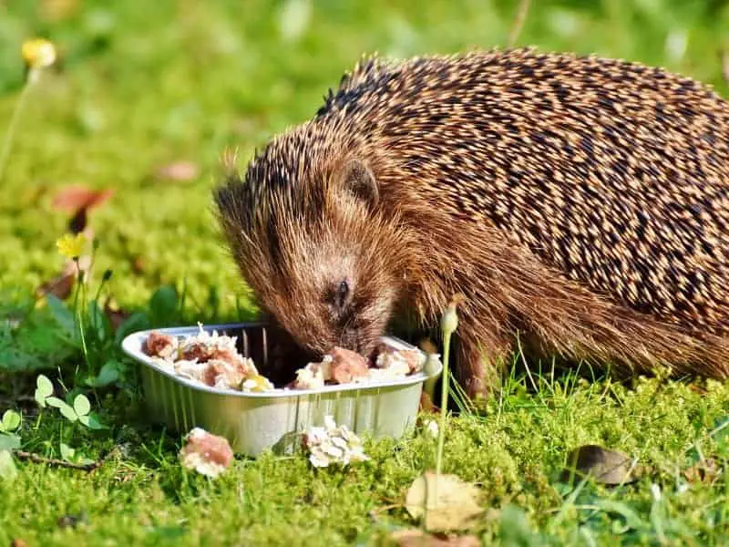Does a hedgehog eat cat food?