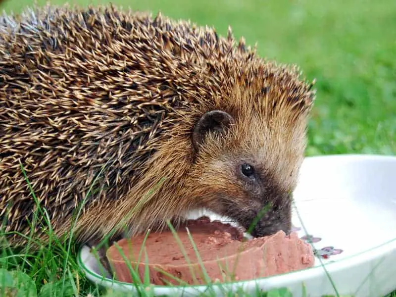 Frisst ein Igel Katzenfutter?