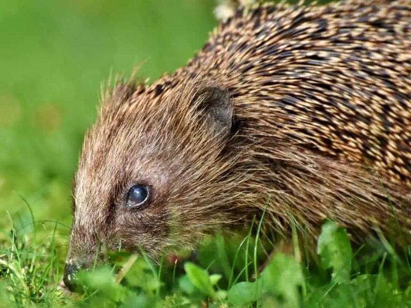 Igel im Garten füttern