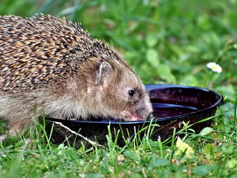 Igel im Garten trinkt