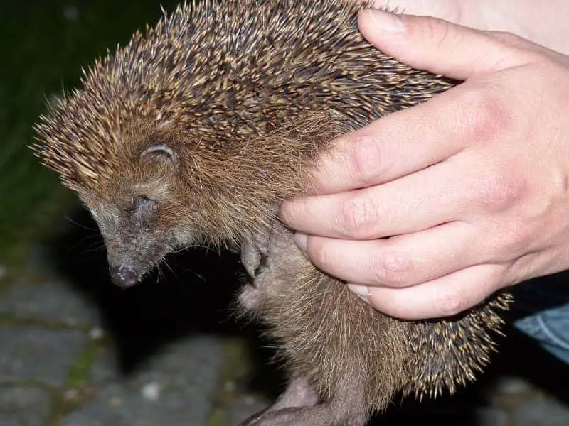 Igel vertreiben