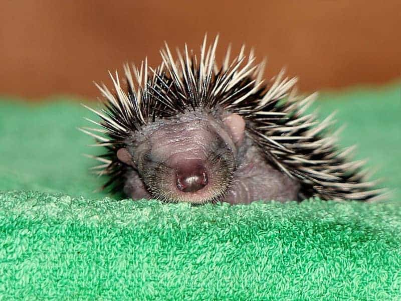 Are hedgehogs blind?