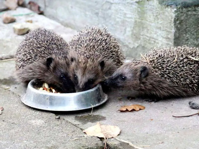 Feeding hedgehogs with oatmeal