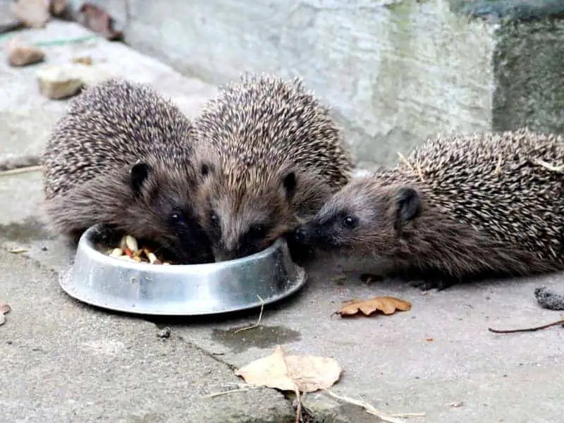 Igel füttern mit Haferflocken