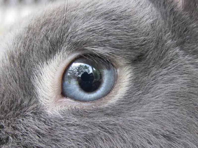 Clean eyes in rabbit