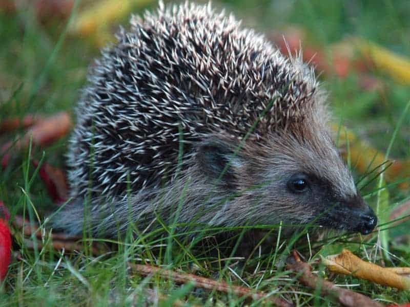 Fressen Igel Rattengift oder Schneckenkörner 