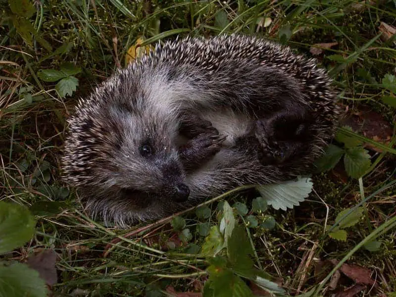 Wie pflegt man einen Igel 