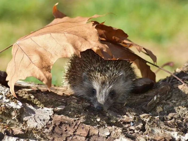 Fressen Igel Spinnen