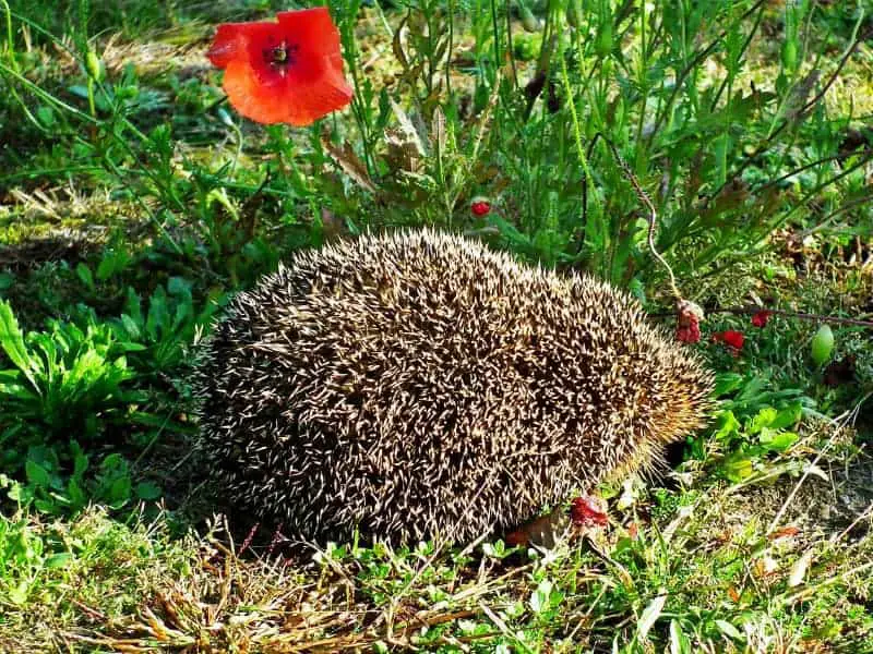 Schwangerer Igel 