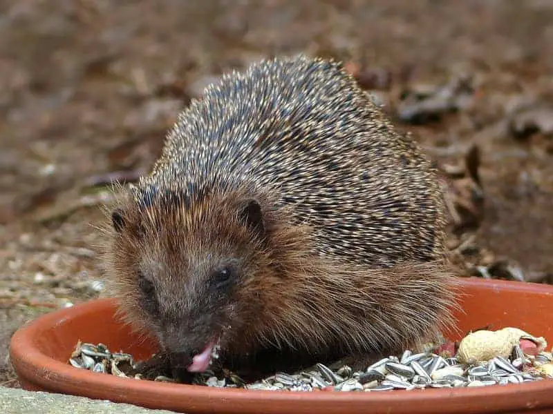 How much eats a hedgehog 