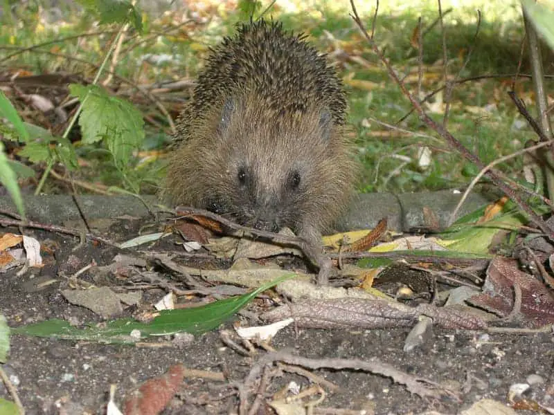 Igel baden