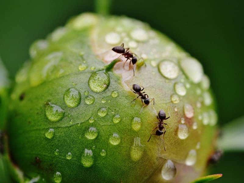 Fressen Igel Ameisen