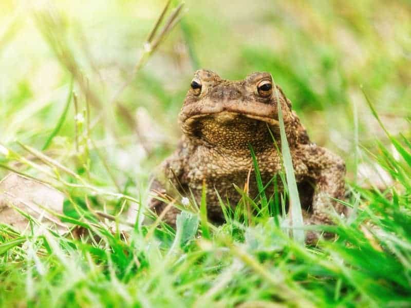 fressen igel kröten