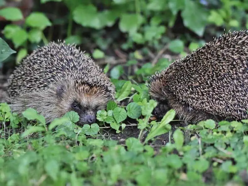 Igel Paarung